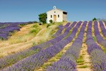 Teun's Tuinposters - Lavendel veld IV Teun's Tuinposters - Lavendel veld IV