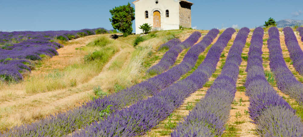 Tuinposter Lavendel veld IV