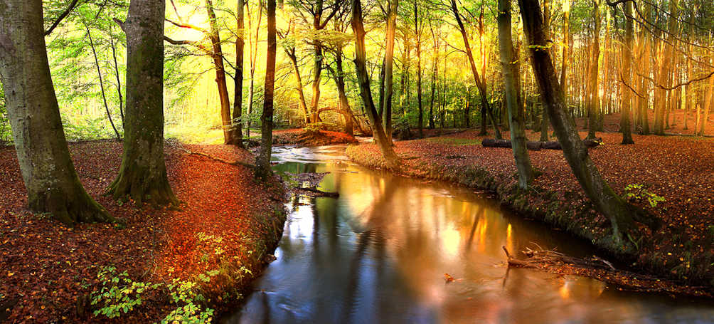 Tuinposter Lente bos