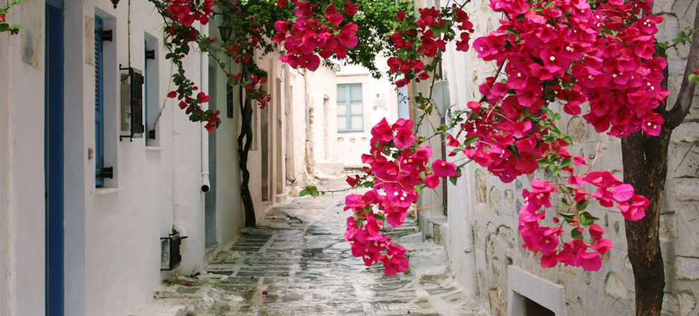 Tuinposter Griekse straat met rose / rood bloeiende klimplant
