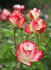 Teun's Tuinposters - Rozen Teun's Tuinposters - Rozen