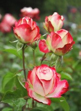 Tuinposter_rozen-met-wit-en-rose-omrande-bloemblaadjes