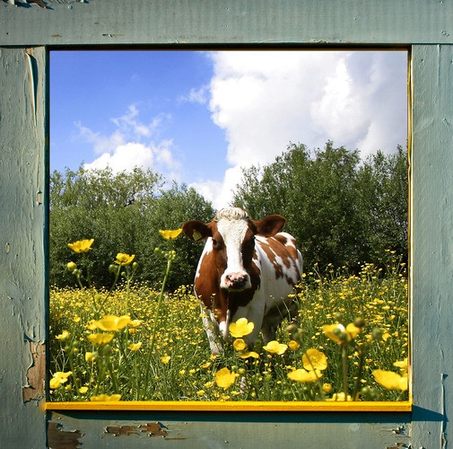 Teun's Tuinposters - Koe in het raam (vierkant)