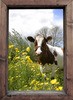 Teun's Tuinposters - Koe in het raam (links) Teun's Tuinposters - Koe in het raam (links)