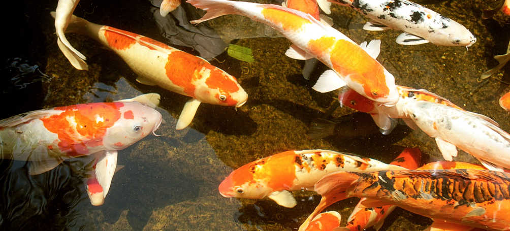 Tuinposter koikarpers koi
