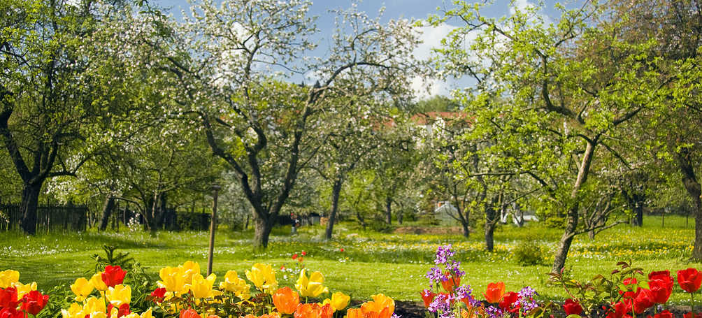 Tuinposter Boomgaard in bloei