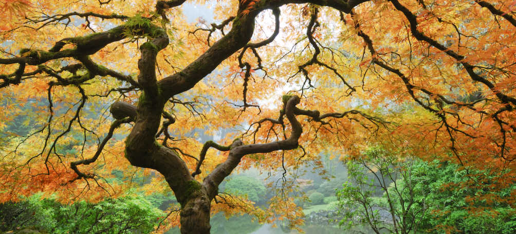 Tuinposter Oude knoestige boom