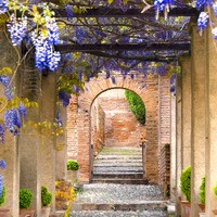 Tuinposter: Doorkijk met blauwe regen