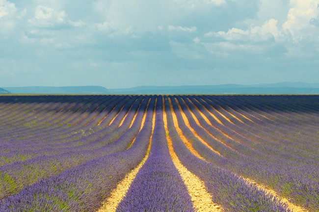 Teun's Tuinposters - Lavendel veld II
