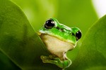 Teun's Tuinposters - Kikker Teun's Tuinposters - Kikker