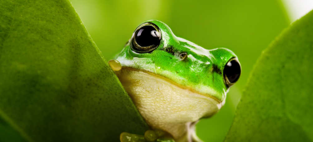 Tuinposter Kikker