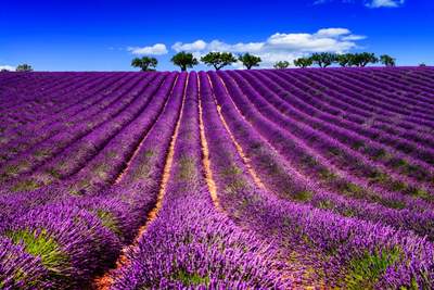 Tuinposter van Lavendel veld