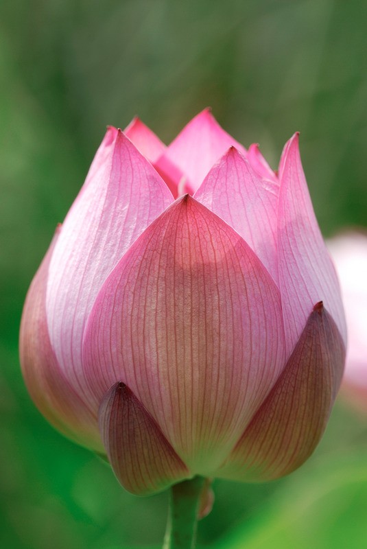 Tuinposter 'Roze lotusbloem'