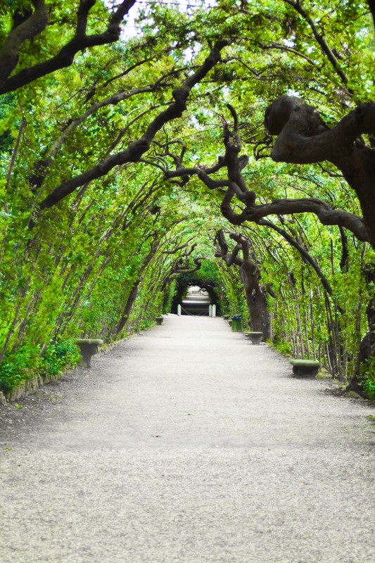 Tuinposter 'Tunnel van bomen'