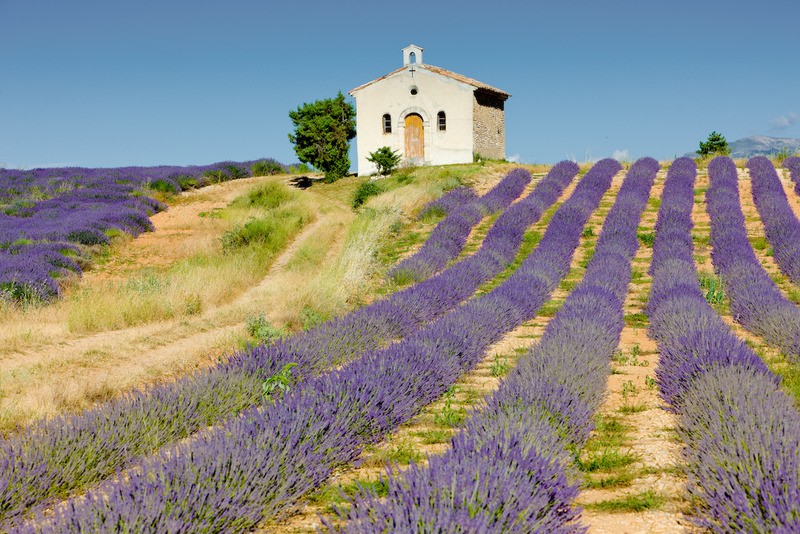 Tuinposter 'Lavendel veld IV'