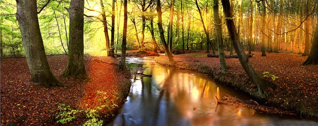 Tuinposter van Lente bos