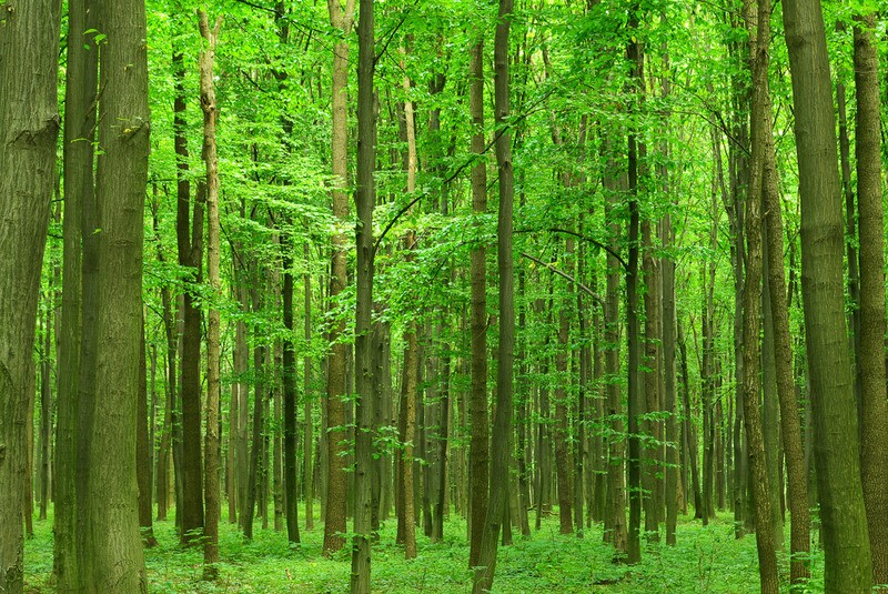 Gevestigde theorie licht Pessimist Tuinposter 'Groene bos' - Teun's Tuinposters