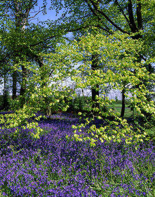 Tuinposter van Lente bloei