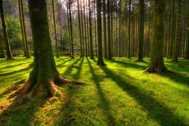 Super goed Dood in de wereld concert Tuinposter 'Lente groen in een bos met een prachtige lichtval' - Teun's  Tuinposters