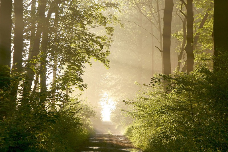 Tuinposter 'Misty forest'
