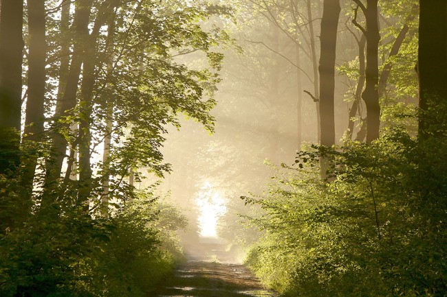 Teun's Tuinposters - Misty forest