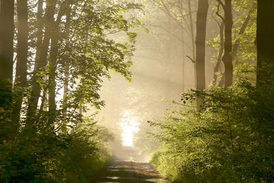 Tuinposter van Misty forest