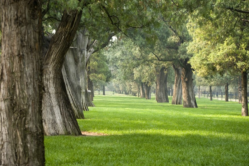 Tuinposter 'Green park'