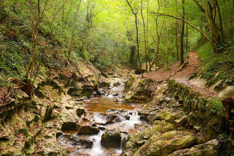 Tuinposter 'Beek in het bos'