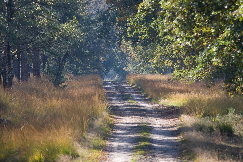 Tuinposter 'Bospad'