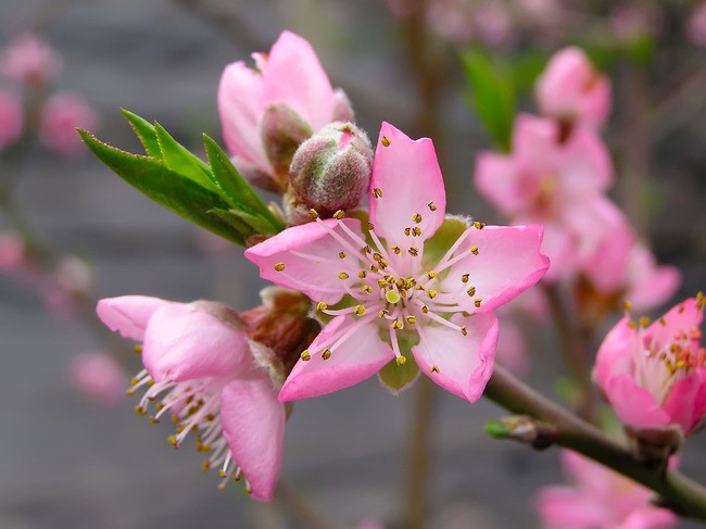 Teun's Tuinposters - Roze bloem Teun's Tuinposters - Roze bloem