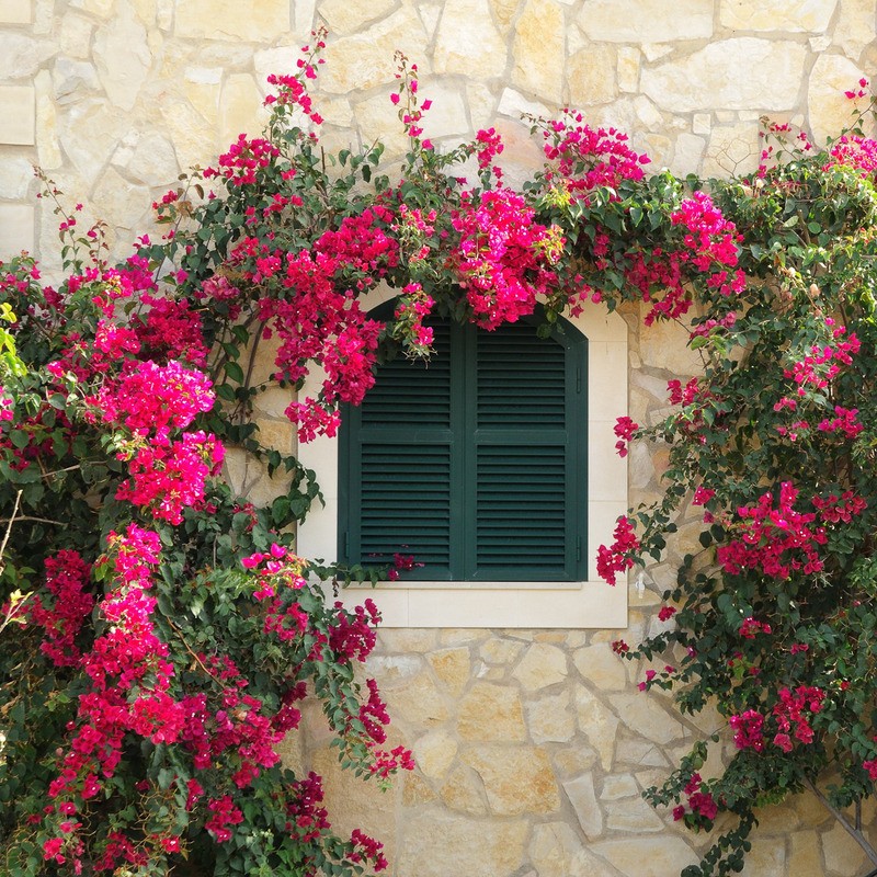 Tuinposter 'Raam met rode bloemen'