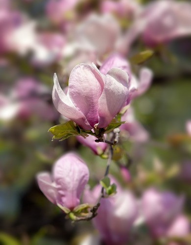 Teun's Tuinposters - Roze bloem (macro)