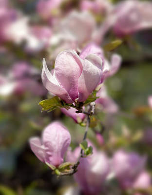 Tuinposter van Roze bloem (macro)