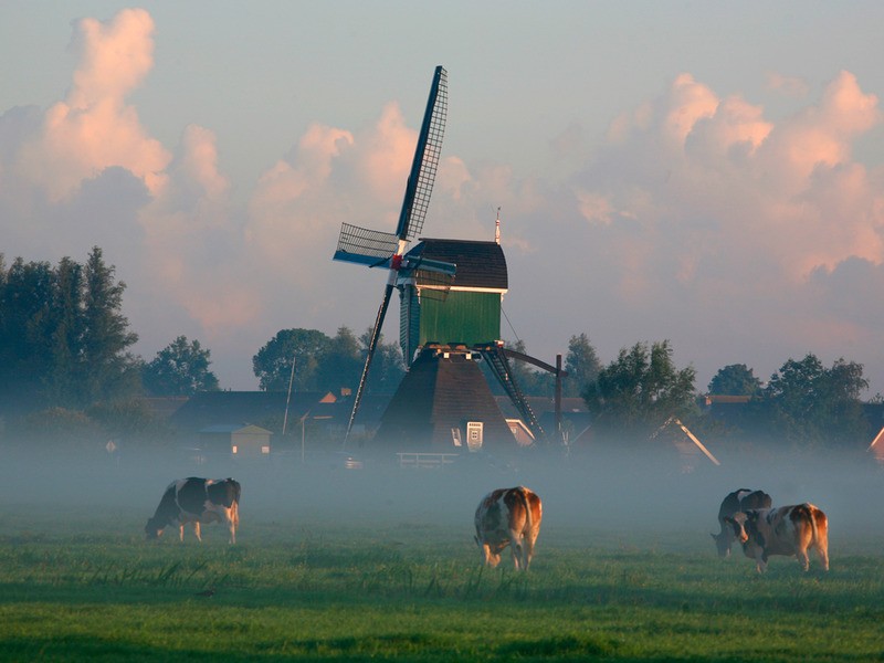 Tuinposter 'landschap met koeien'