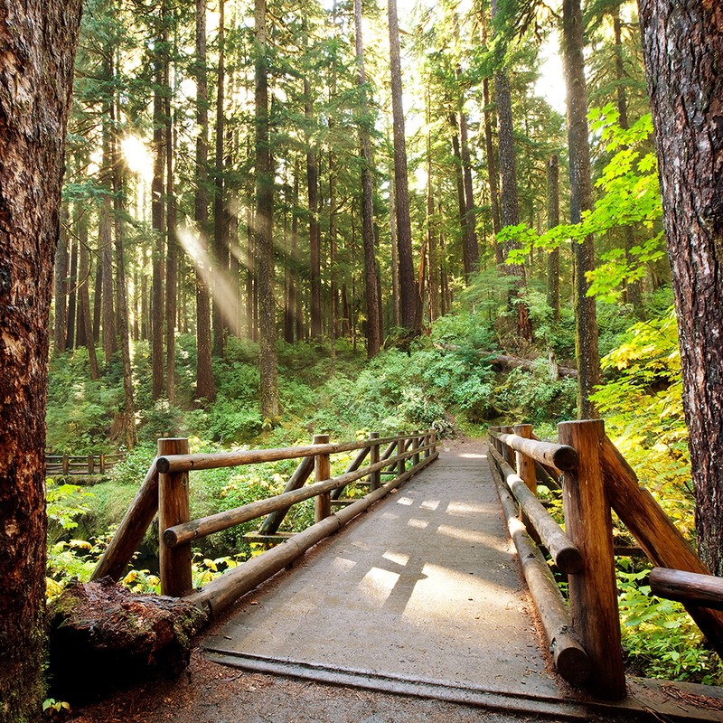 Tuinposter 'Brug in het bos'