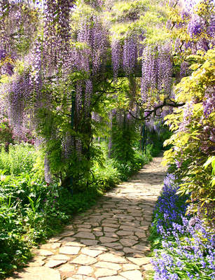 Tuinposter van Pad blauwe regen