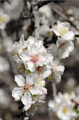 Tuinposter van Witte bloemen