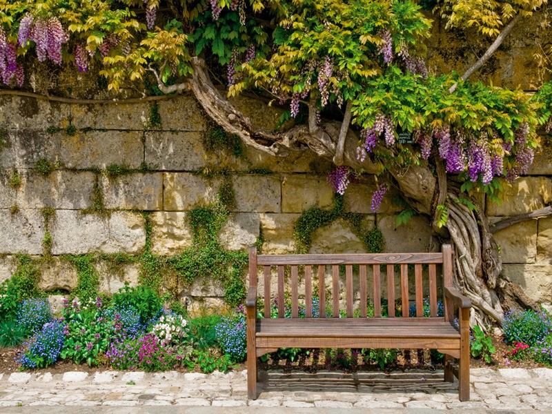 Tuinposter 'Bank bij begroeide muur / blauwe regen'