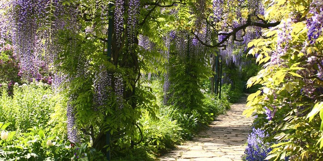 Teun's Tuinposters - Pad onder blauwe regen 