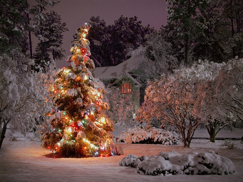 Tuinposter 'kerstboom met huisje'