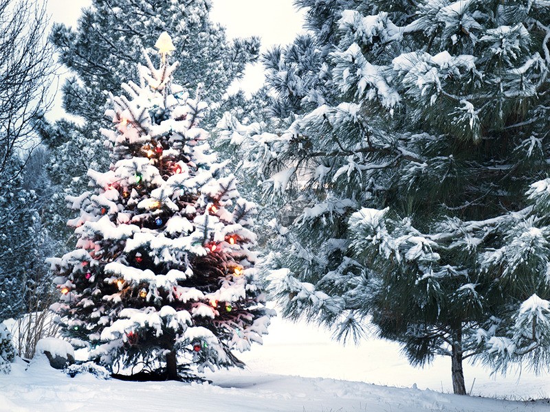Tuinposter 'Witte Kerstboom'