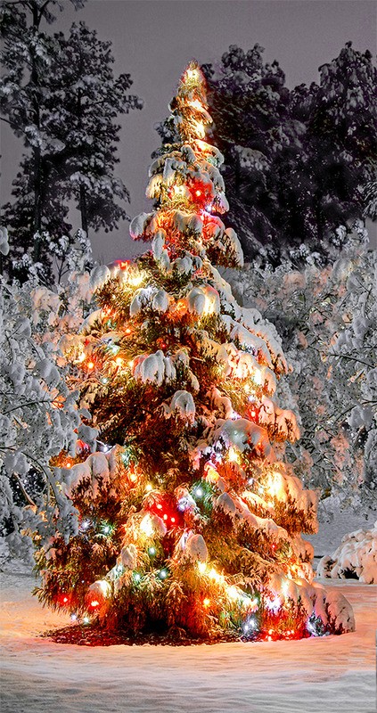 Tuinposter 'Kerstboom verlicht'