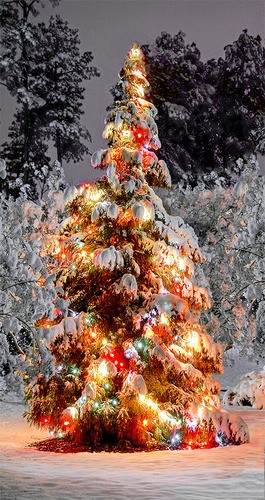 Teun's Tuinposters - Kerstboom verlicht
