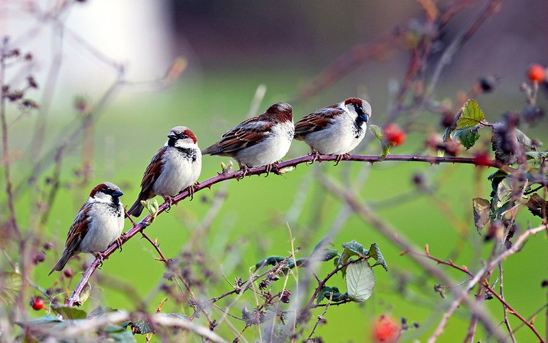 Tuinposter 'Musjes op tak'