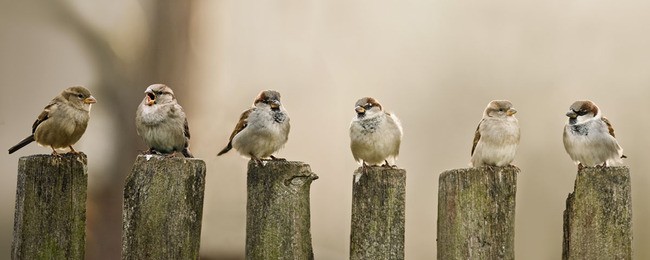 Tuinposter van Musjes op paaltjes