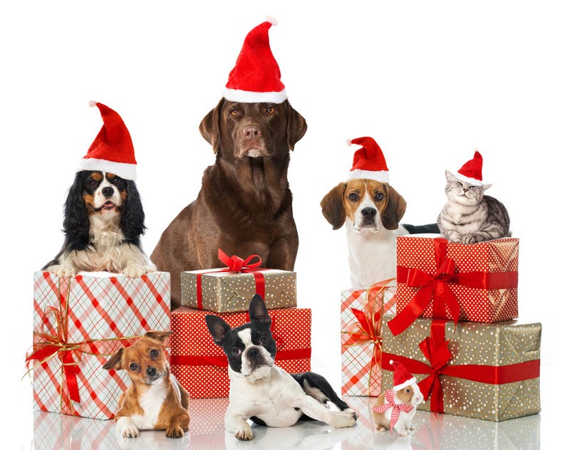 Tuinposter 'Kerst feestje'