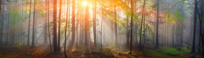 Tuinposter van Misty forest