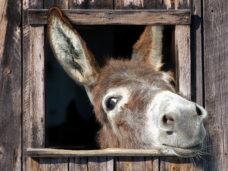 Tuinposter 'Mr. Donkey'