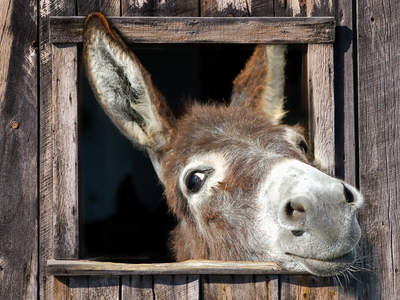 Tuinposter van Mr. Donkey