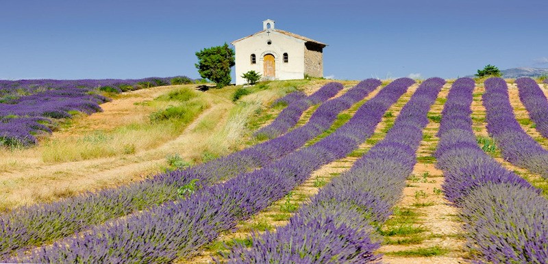 Tuinposter 'Lavendel panorama'